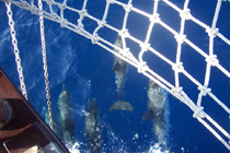 en compagnie des dauphins